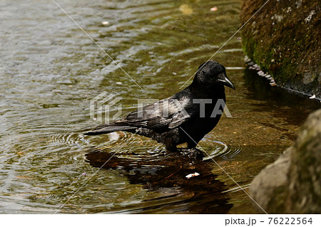 カラス 水浴び 水 黒の写真素材