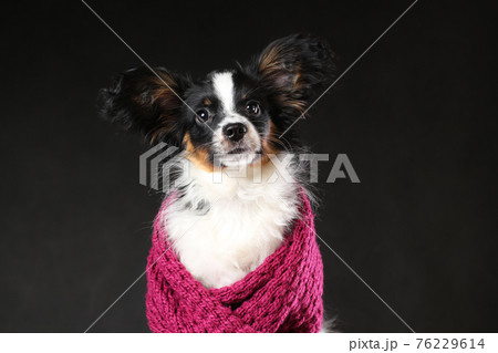 わんこ 犬 襟巻 襟巻きの写真素材