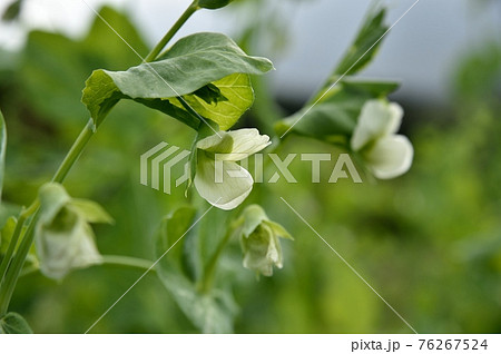 サヤエンドウの花の写真素材