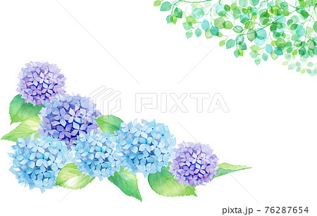 アジサイ 紫陽花 のpng素材集 ピクスタ