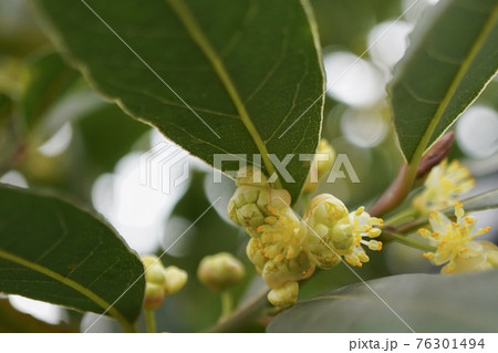 花 月桂樹 ローリエ 植物の写真素材