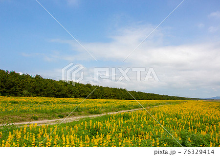 黄花ルピナスの写真素材 黄花ルピナスの写真素材
