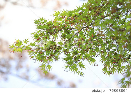 春のもみじの写真素材