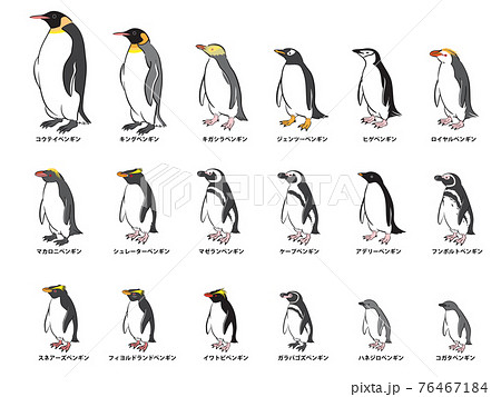 ペンギンのpng素材集 ピクスタ