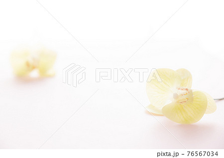 Top view of Orchid flower on a white background, perfect for