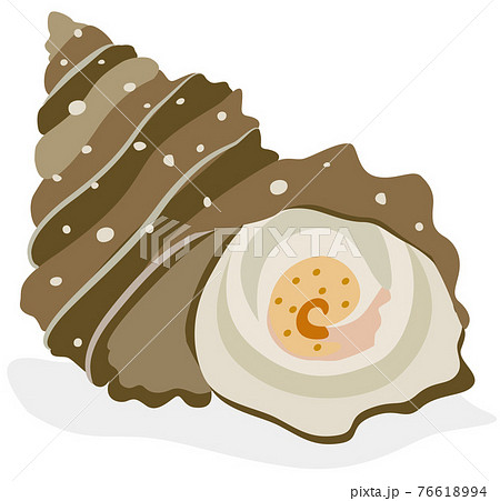 サザエのイラスト素材