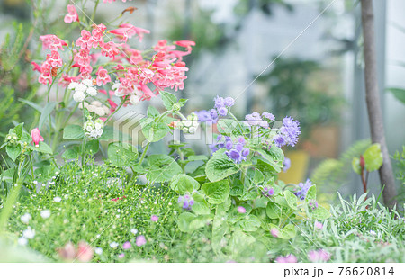 花チョウジの花の写真素材