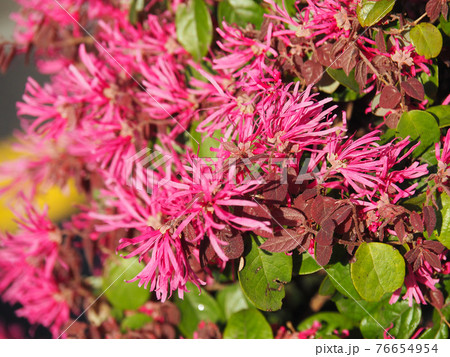 まんさくの花の写真素材