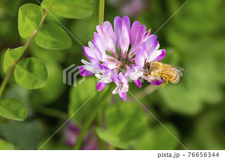 レンゲ蜂蜜の写真素材