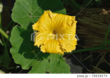 カボチャの花粉の写真素材