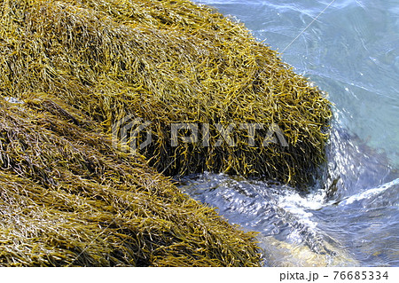 ひじき 海藻の写真素材