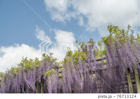 藤の木の写真素材