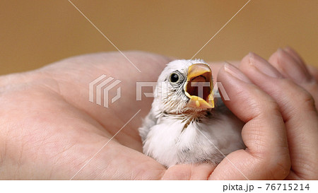 白文鳥 かわいいの写真素材