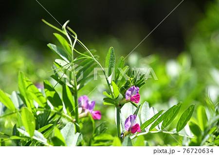 赤紫の花 雑草 植物の写真素材