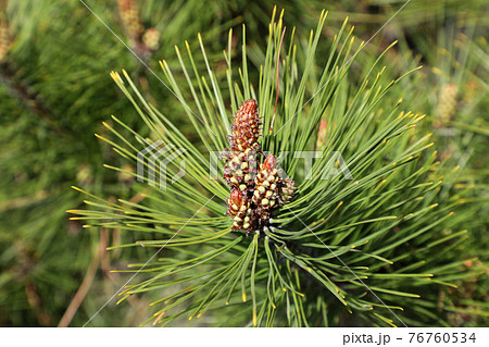 マツの雌花の写真素材