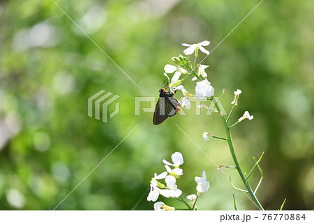 花緑青の写真素材