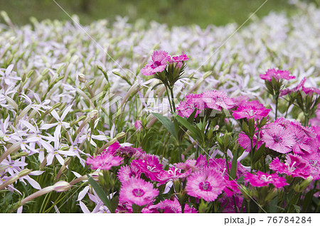 テルスター 花の写真素材