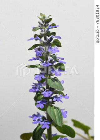 十二単 ジュウニヒトエ 花 植物の写真素材