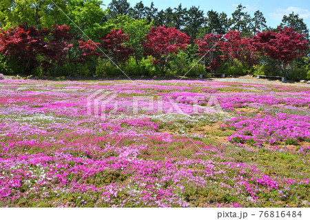 シバザクラ種の写真素材