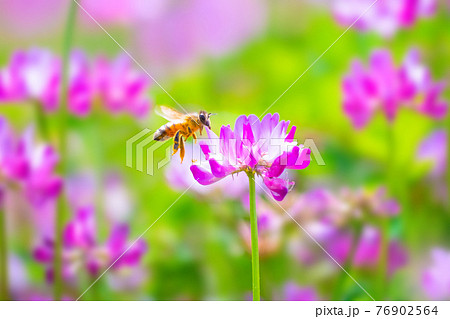 みつばち 花畑の写真素材