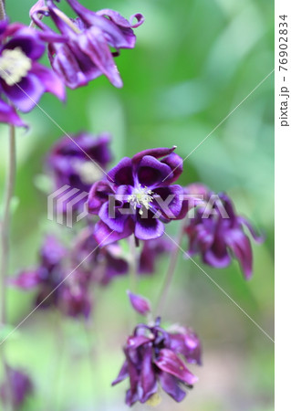 オダマキ おだまき 花 紫の花の写真素材