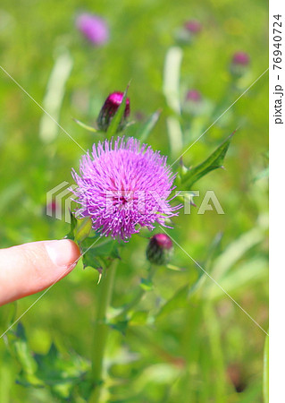 アザミの花の写真素材