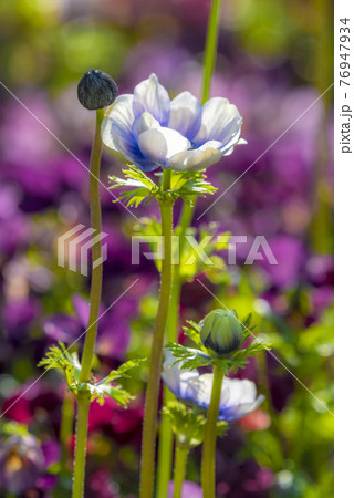 紫アネモネの写真素材