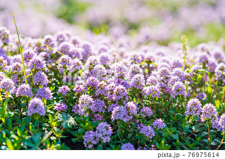 タイム 花 ハーブ タイムの花の写真素材