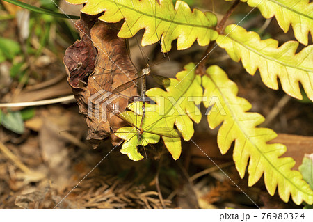 蚊蜻蛉の写真素材