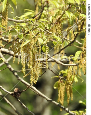 小楢の花の写真素材