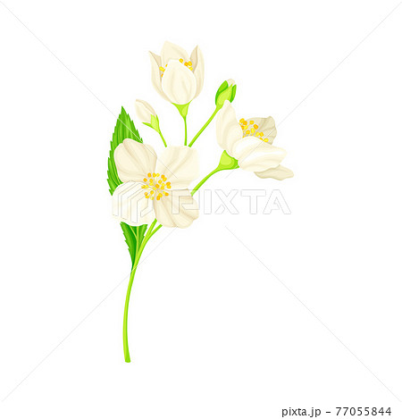 ジャスミン 花のイラスト素材 ジャスミン 花のイラスト素材