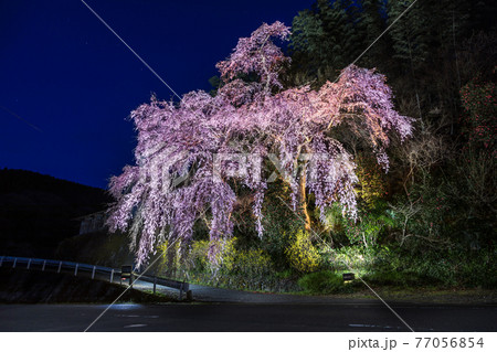 幻想的な夜桜の写真素材