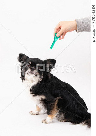 耳ダニ 犬の写真素材