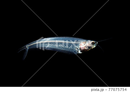 トランスルーセント グラスキャットフィッシュの写真素材