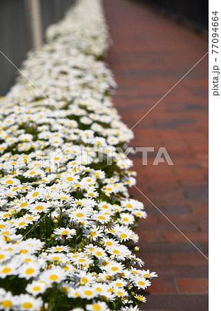 白 マーガレット きれい 綺麗の写真素材