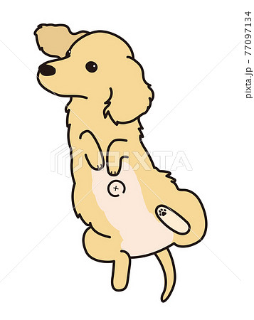 でべその写真素材