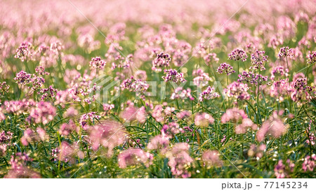 ラッキョウの花の写真素材