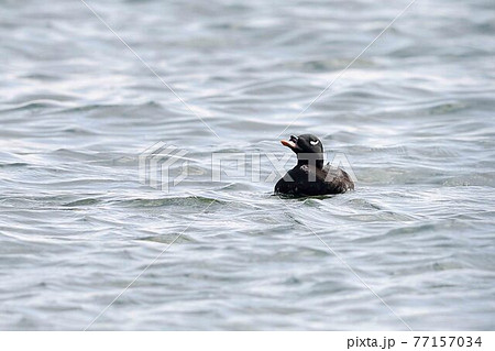 変な顔の野鳥 鳥の写真素材