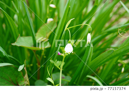 スズランに似た花の写真素材