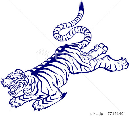 タイガー トラ 虎 捕食者の写真素材