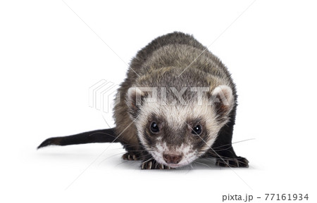 フェレットの写真素材集 ピクスタ