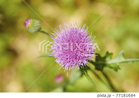 スコットランド国花の写真素材