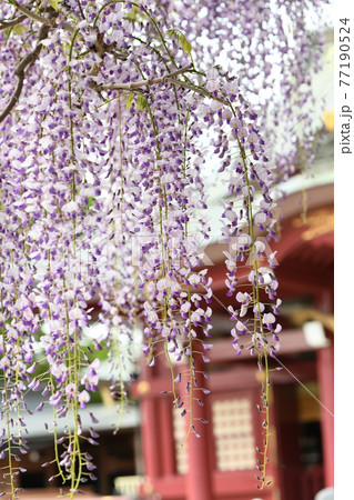 笠間稲荷神社のフジ棚の写真素材