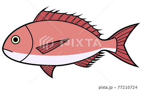 タイ 鯛 のイラスト素材集 ピクスタ