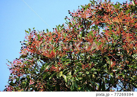 楠の実の写真素材 - PIXTA