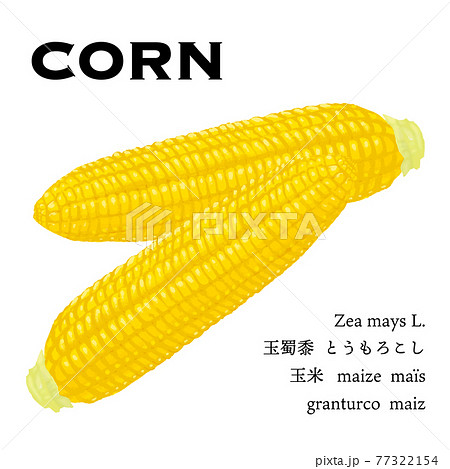 とうもろこしのイラスト素材集 ピクスタ