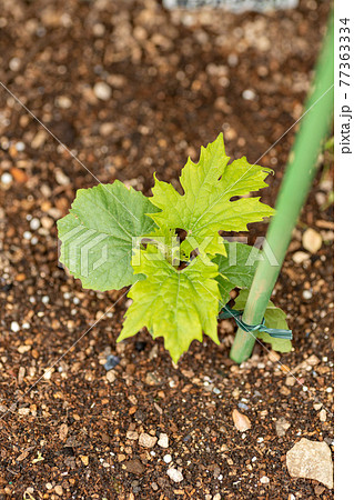 ガーデニング ツルレイシ 葉 苗の写真素材