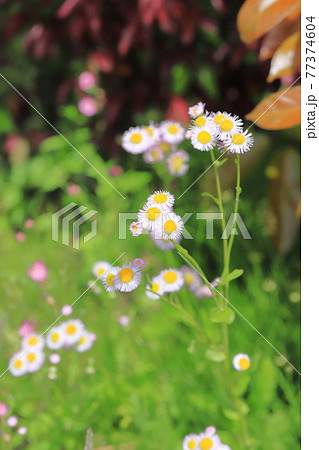 外来種 雑草 春の写真素材