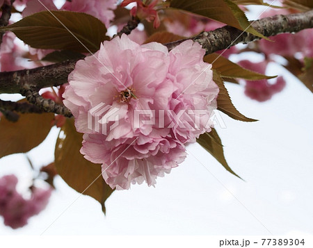 花 白い花 ピンクの花 スモモの写真素材