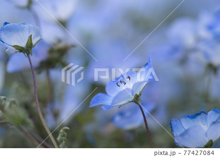 ネモフィラ 草花 花 壁紙の写真素材